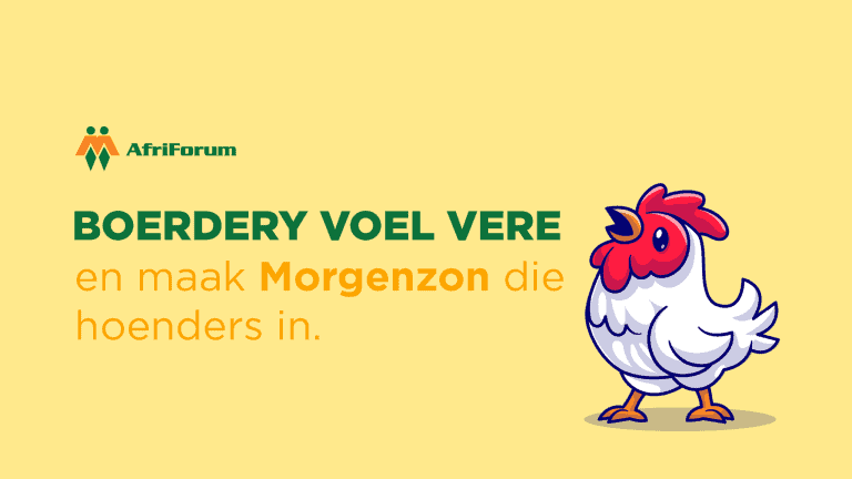 Boerdery voel vere, maak Morgenzon die hoenders in.