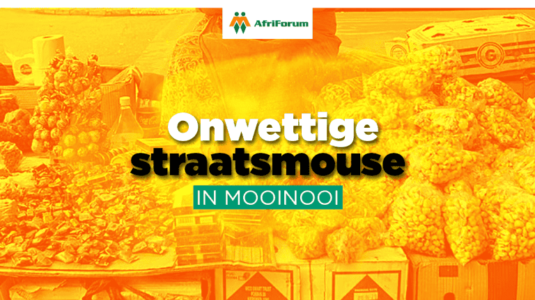 Onwettige straatsmouse in Mooinooi